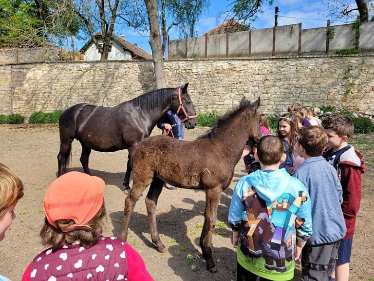 Vycházka ke koním