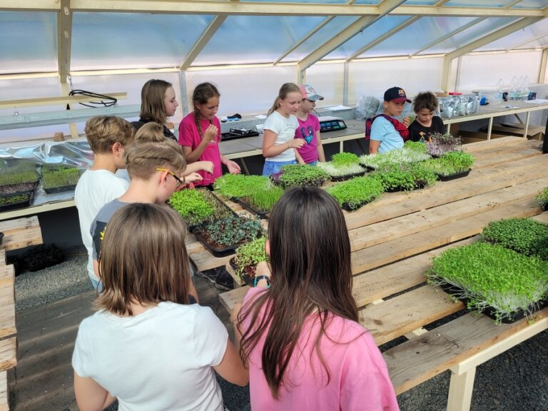 Keževeské Microgreens