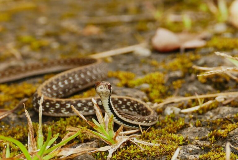 Za plazy na konec světa